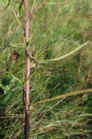 Centaurea pannonica \ stliche Schmalblttrige Flockenblume, D Brandenburg, Havelaue-Strodehne 17.9.2020