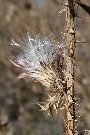 Carduus acanthoides \ Weg-Distel, D Ludwigshafen 11.10.2020