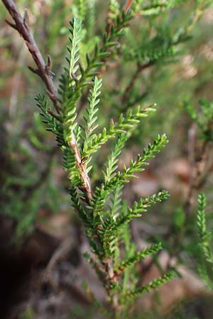 Calluna vulgaris \ Heidekraut, Besen-Heide, D Bad Dürkheim 25.2.2021