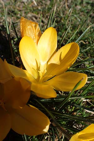 Crocus ancyrensis / Ankara Crocus, D Ludwigshafen 24.3.2021