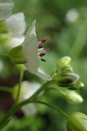 Cardamine amara \ Bitteres Schaumkraut / Large Bitter-Cress, D Odenwald, Wünschmichelbach 12.5.2021