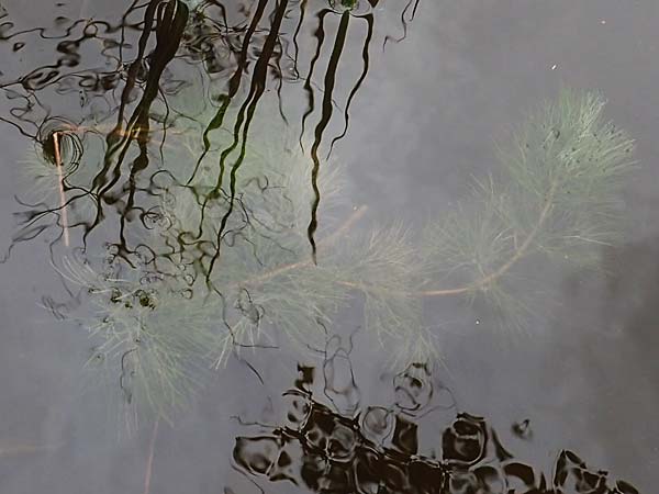 Cabomba caroliniana \ Feinblttrige Haarnixe, Riesen-Haarnixe, D Teverener Heide 10.8.2021