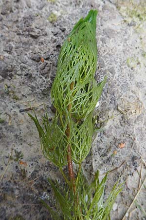 Cabomba caroliniana \ Feinblttrige Haarnixe, Riesen-Haarnixe, D Teverener Heide 10.8.2021