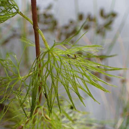 Cabomba caroliniana \ Feinblttrige Haarnixe, Riesen-Haarnixe / Carolina Fanwort, Green Cabomba, D Teverener Heide 10.8.2021