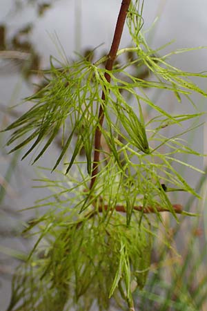 Cabomba caroliniana \ Feinblttrige Haarnixe, Riesen-Haarnixe / Carolina Fanwort, Green Cabomba, D Teverener Heide 10.8.2021