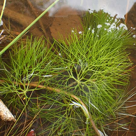 Cabomba caroliniana \ Feinblttrige Haarnixe, Riesen-Haarnixe / Carolina Fanwort, Green Cabomba, D Teverener Heide 10.8.2021