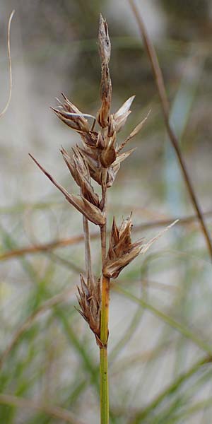 Carex arenaria \ Sand-Segge / Sand Sedge, D Hohwacht 13.9.2021