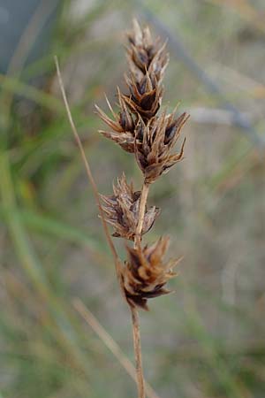 Carex arenaria \ Sand-Segge / Sand Sedge, D Hohwacht 13.9.2021