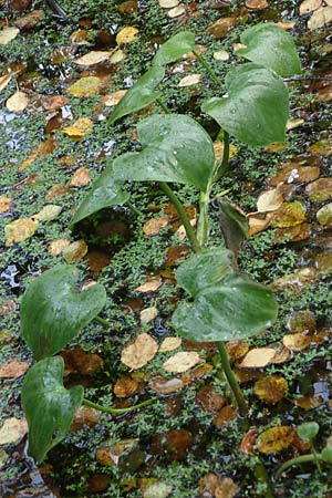 Calla palustris \ Sumpf-Calla, D Neumünster, Dosenmoor 16.9.2021