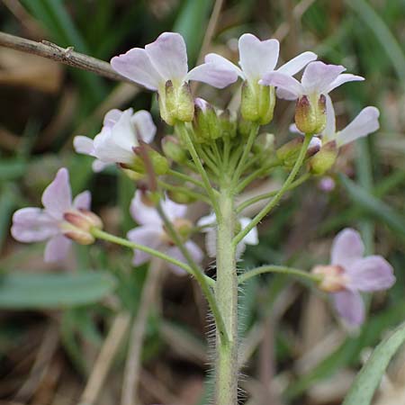 Arabidopsis arenosa \ Sand- / Sand Rock-Cress, D Elmstein 6.4.2022