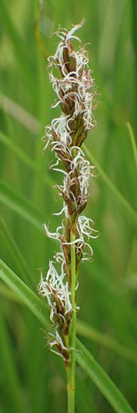 Carex appropinquata \ Schwarzschopf-Segge, Gedrngthrige Segge / Fibrous Tussock Sedge, D Walldürn 20.5.2023