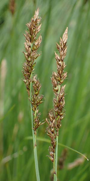 Carex appropinquata \ Schwarzschopf-Segge, Gedrngthrige Segge / Fibrous Tussock Sedge, D Walldürn 20.5.2023