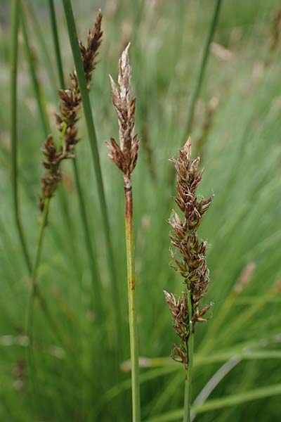 Carex appropinquata \ Schwarzschopf-Segge, Gedrngthrige Segge / Fibrous Tussock Sedge, D Walldürn 20.5.2023
