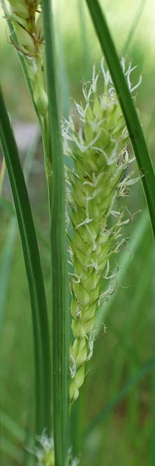 Carex atherodes \ Groe Grannen-Segge / Wheat Sedge, D  2.6.2023