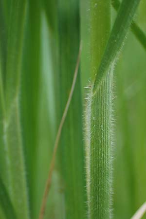 Carex atherodes \ Groe Grannen-Segge / Wheat Sedge, D  2.6.2023