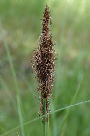 Carex atherodes \ Groe Grannen-Segge / Wheat Sedge, D  2.6.2023
