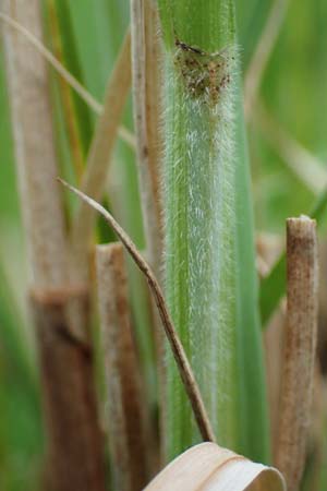 Carex atherodes \ Groe Grannen-Segge / Wheat Sedge, D  2.6.2023