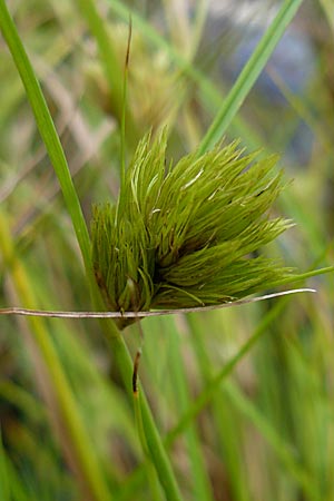 Carex bohemica \ Bhmische Segge / Bohemian Sedge, D Botan. Gar.  Universit.  Mainz 13.9.2008