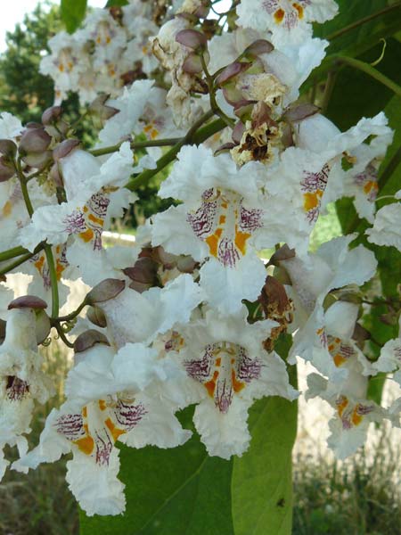 Catalpa bignonioides \ Gewhnlicher Trompetenbaum, Beamtenbaum / Common Catalpa, Indian Bean Tree, D Aglasterhausen 5.7.2015