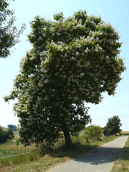 Catalpa bignonioides / Common Catalpa, Indian Bean Tree, D Aglasterhausen 5.7.2015