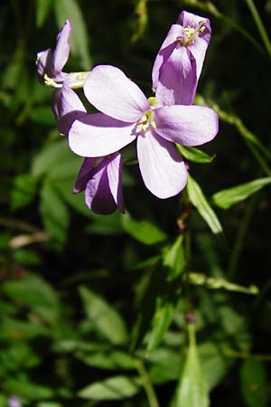 Cardamine bulbifera \ Knllchen-Zahnwurz, Zwiebel-Zahnwurz / Coral-Root Bitter-Cress, D Hanau 2.5.2015