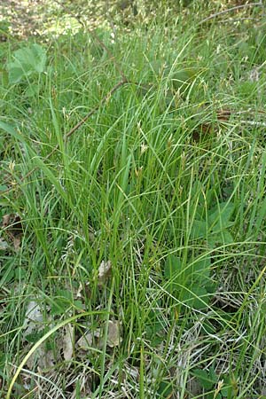 Carex brizoides \ Zittergras-Segge / Quaking Grass Sedge, D Leutkirch 7.5.2016