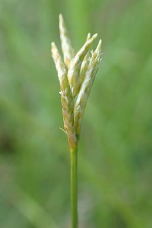 Carex brizoides \ Zittergras-Segge / Quaking Grass Sedge, D Leutkirch 7.5.2016