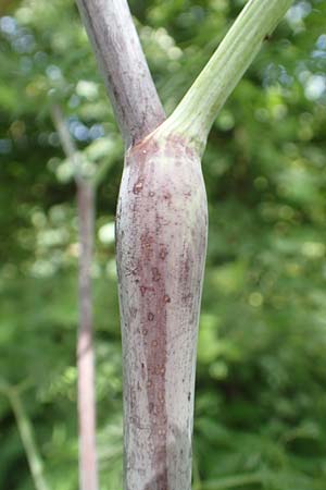 Chaerophyllum bulbosum \ Rben-Klberkropf, Knollenkerbel, D Großheubach am Main 20.6.2016
