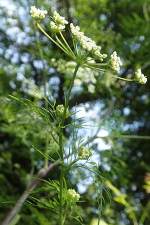 Chaerophyllum bulbosum \ Rben-Klberkropf, Knollenkerbel / Turip-Rooted Chervil, D Großheubach am Main 20.6.2016