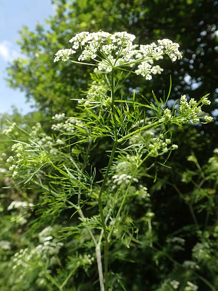 Chaerophyllum bulbosum \ Rben-Klberkropf, Knollenkerbel, D Großheubach am Main 20.6.2016