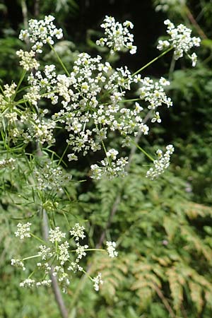 Chaerophyllum bulbosum \ Rben-Klberkropf, Knollenkerbel, D Großheubach am Main 20.6.2016