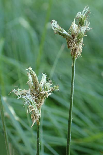 Carex brizoides \ Zittergras-Segge / Quaking Grass Sedge, D Raubach 1.6.2019