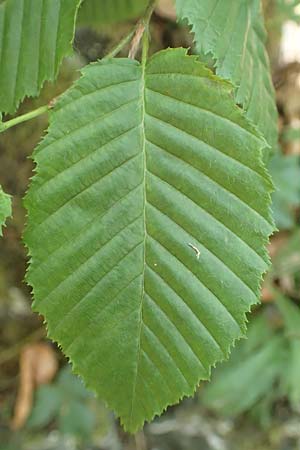 Carpinus betulus / Hornbeam, D Dillenburg-Donsbach 21.6.2020