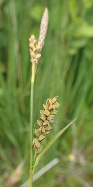 Carex panicea \ Hirse-Segge, D Hunsrück, Börfink 18.7.2020