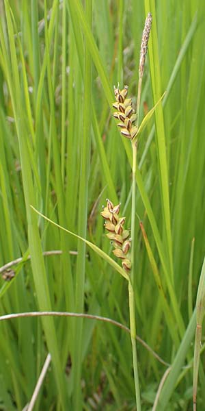 Carex panicea \ Hirse-Segge / Carnation Sedge, D Hunsrück, Börfink 18.7.2020