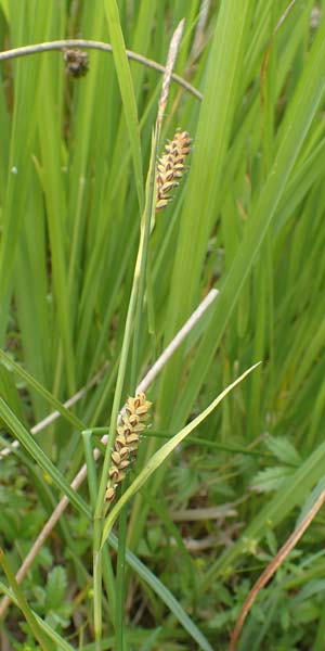 Carex panicea \ Hirse-Segge, D Hunsrück, Börfink 18.7.2020