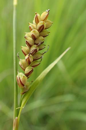 Carex panicea \ Hirse-Segge / Carnation Sedge, D Hunsrück, Börfink 18.7.2020