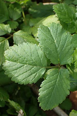 Chaerophyllum byzantinum \ Byzantiner Klberkropf / Byzantine Chervil, D Duisburg 12.3.2022