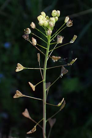 Capsella bursa-pastoris \ Hirtentschel, D Mannheim 18.4.2022