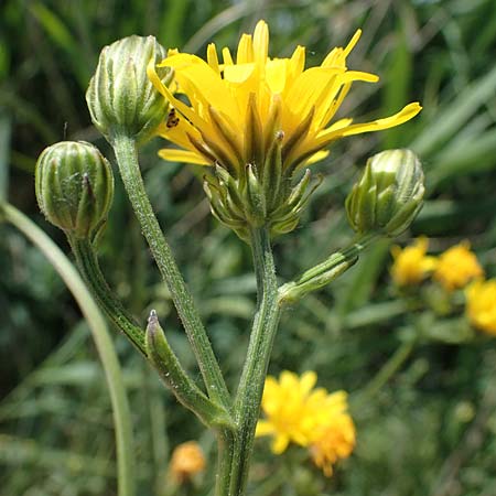 Crepis biennis \ Wiesen-Pippau / Rough Hawk's-Beard, D Thüringen, Bad Frankenhausen 10.6.2022