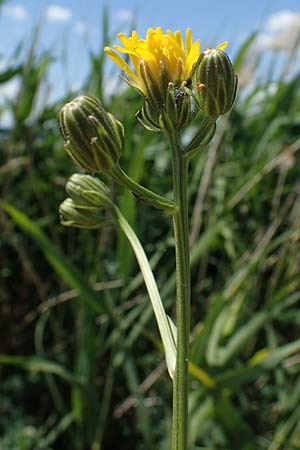 Crepis biennis \ Wiesen-Pippau / Rough Hawk's-Beard, D Thüringen, Bad Frankenhausen 10.6.2022