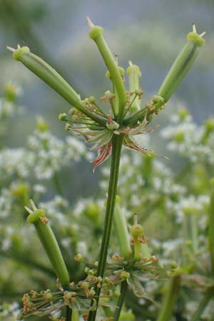 Chaerophyllum byzantinum \ Byzantiner Klberkropf / Byzantine Chervil, D Duisburg 19.6.2022