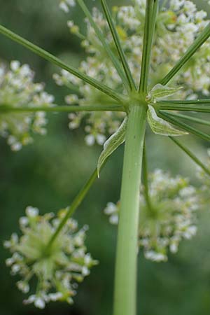 Chaerophyllum byzantinum \ Byzantiner Klberkropf / Byzantine Chervil, D Duisburg 19.6.2022