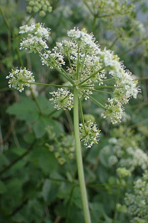 Chaerophyllum byzantinum \ Byzantiner Klberkropf / Byzantine Chervil, D Duisburg 19.6.2022