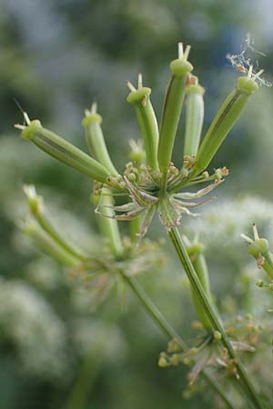 Chaerophyllum byzantinum \ Byzantiner Klberkropf / Byzantine Chervil, D Duisburg 19.6.2022