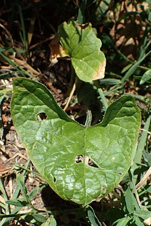 Blitum bonus-henricus \ Guter Heinrich / Good King Henry, D Odenwald, Erbach 17.7.2022