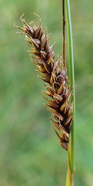 Carex binervis \ Zweinervige Segge / Green-Ribbed Sedge, D Hunsrück, Börfink 18.7.2022