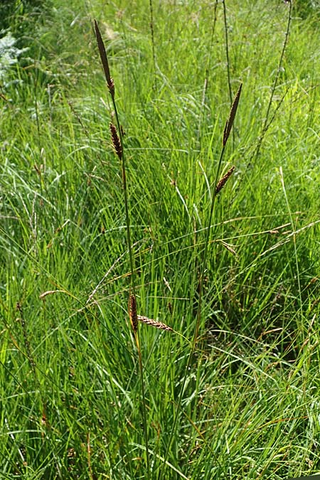 Carex binervis \ Zweinervige Segge / Green-Ribbed Sedge, D Hunsrück, Börfink 18.7.2022