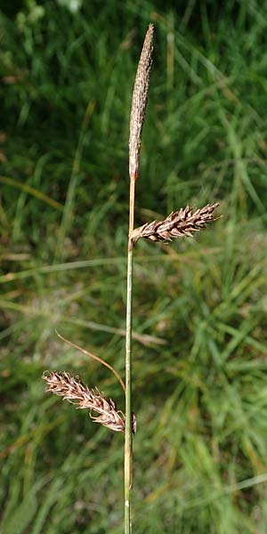 Carex binervis \ Zweinervige Segge / Green-Ribbed Sedge, D Hunsrück, Börfink 18.7.2022