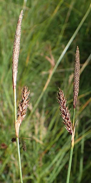 Carex binervis \ Zweinervige Segge / Green-Ribbed Sedge, D Hunsrück, Börfink 18.7.2022